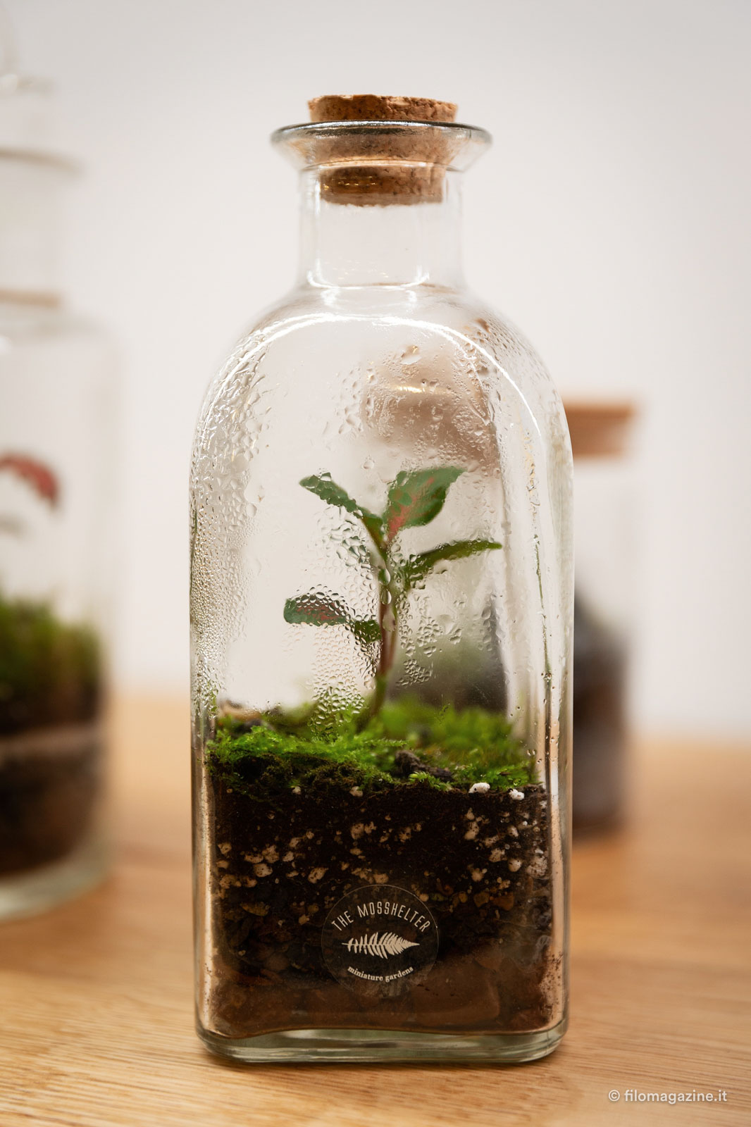 Terrarium: come creare piccoli giardini in contenitori di vetro