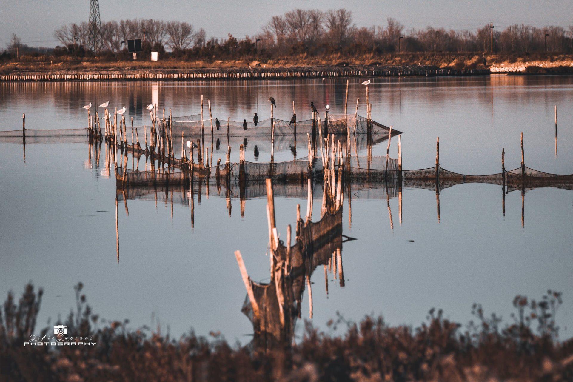 Progetto LIFEEL Dal Mar Dei Sargassi Alle Valli Di Comacchio Storia Progetto LIFEEL Dal Mar Dei Sargassi Alle Valli Di Comacchio Storia